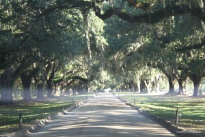 oak-alley-at-boone-hall-plantation