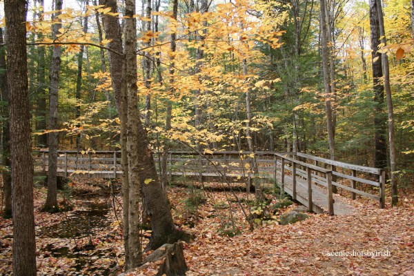 WalkwayTrhoughTheWoods