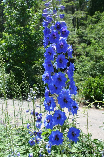 PurpleBells